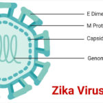 ویروس زیکا Zika چیست؟ چگونه منتقل می‌شود؟