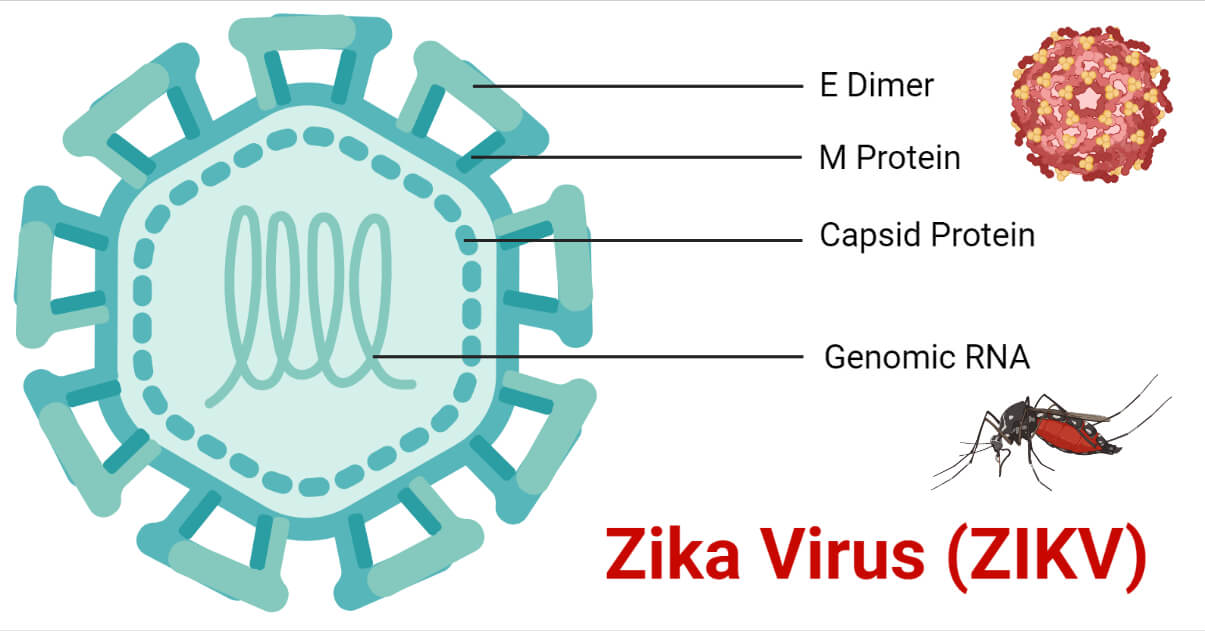 ویروس زیکا Zika چیست؟ چگونه منتقل می‌شود؟