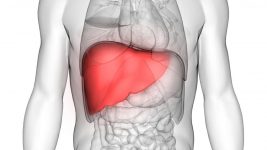 liver-transplant-survival-rates-are-over-50-after-20-years-1024x575